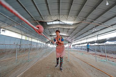 LUANNAN COUNTY, Hebei Eyaleti, Çin - 28 Ağustos 2020: İşçiler bir ağ fabrikasında ağlar örüyorlar