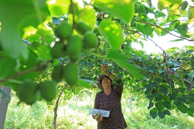 LUANNAN COUNTY, Hebei Eyaleti, Çin - 28 Ağustos 2020: Çiftçiler yumuşak jujube ve kiwifruit hasat ediyorlar