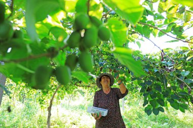 LUANNAN COUNTY, Hebei Eyaleti, Çin - 28 Ağustos 2020: Çiftçiler yumuşak jujube ve kiwifruit hasat ediyorlar