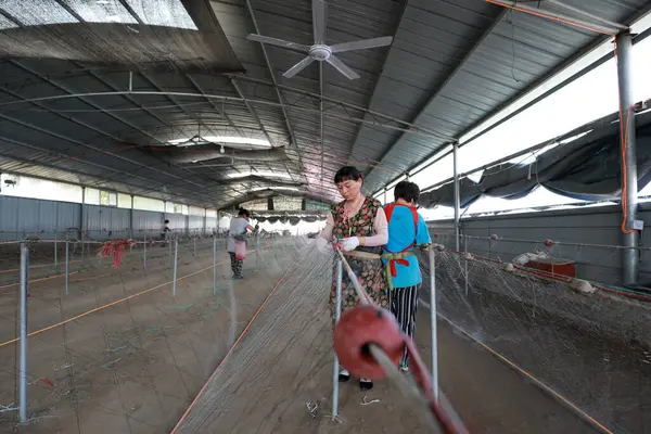 LUANNAN COUNTY, Hebei Eyaleti, Çin - 28 Ağustos 2020: İşçiler bir ağ fabrikasında ağlar örüyorlar