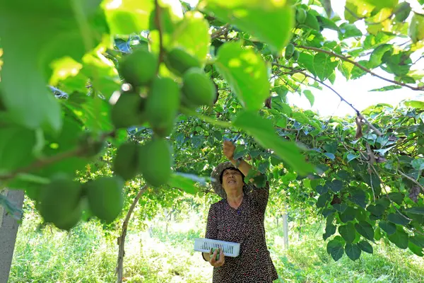 LUANNAN COUNTY, Hebei Eyaleti, Çin - 28 Ağustos 2020: Çiftçiler yumuşak jujube ve kiwifruit hasat ediyorlar