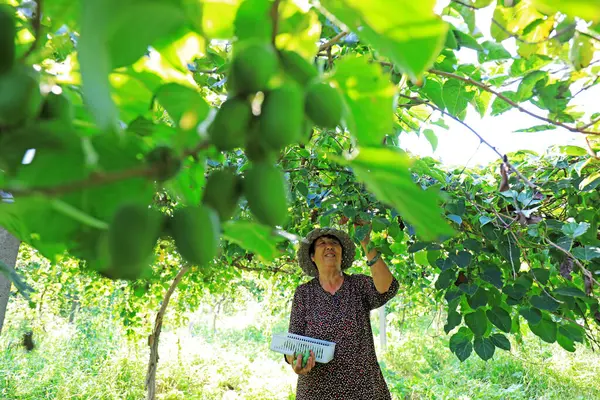 LUANNAN COUNTY, Hebei Eyaleti, Çin - 28 Ağustos 2020: Çiftçiler yumuşak jujube ve kiwifruit hasat ediyorlar