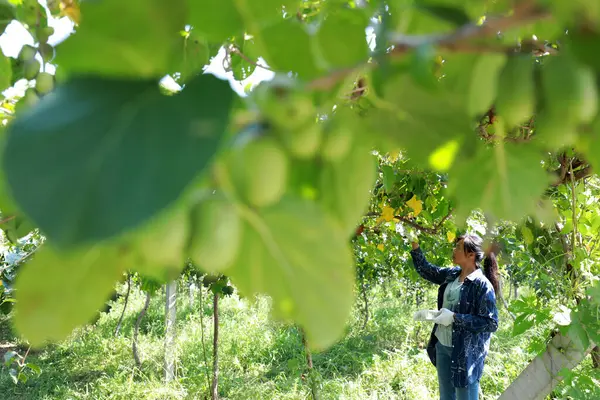 LUANNAN COUNTY, Hebei Eyaleti, Çin - 28 Ağustos 2020: Çiftçiler yumuşak jujube ve kiwifruit hasat ediyorlar