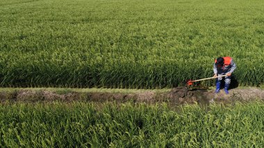 Çiftçiler Kuzey Çin 'deki çeltik tarlalarında çalışıyor.