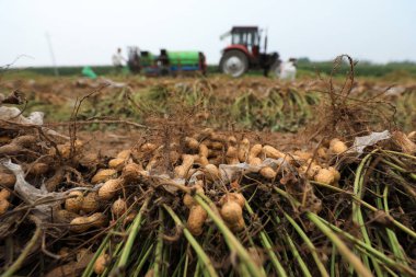 LUANNAN COUNTY, Hebei Eyaleti, Çin - 14 Eylül: Çiftçiler tarlada yer fıstığı toplamak için fıstık hasadı yapıyorlar