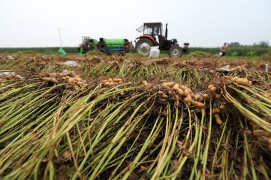 LUANNAN COUNTY, Hebei Eyaleti, Çin - 14 Eylül: Çiftçiler tarlada yer fıstığı toplamak için fıstık hasadı yapıyorlar
