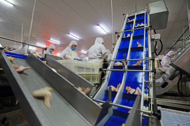 LUANNAN COUNTY, Hebei Eyaleti, Çin - 14 Eylül: İşçiler tavuk segmentasyonunun üretim hattında meşguller