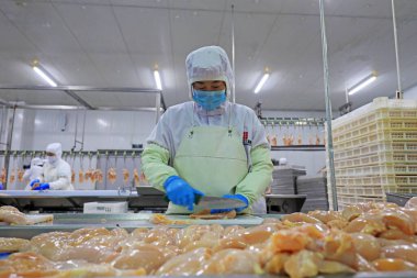 LUANNAN COUNTY, Hebei Eyaleti, Çin - 14 Eylül: İşçiler tavuk segmentasyonunun üretim hattında meşguller
