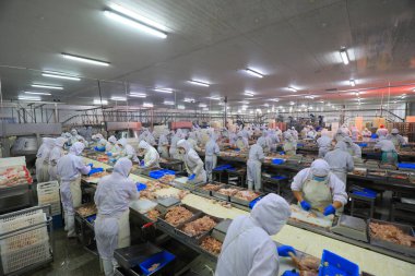 LUANNAN COUNTY, Hebei Eyaleti, Çin - 14 Eylül: İşçiler tavuk segmentasyonunun üretim hattında meşguller