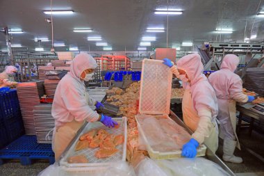 LUANNAN COUNTY, Hebei Eyaleti, Çin - 14 Eylül: İşçiler tavuk segmentasyonunun üretim hattında meşguller