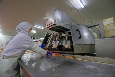 LUANNAN COUNTY, Hebei Eyaleti, Çin - 14 Eylül: İşçiler tavuk segmentasyonunun üretim hattında meşguller