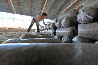 LUANNAN COUNTY, Hebei Eyaleti, Çin - 18 Eylül 2020: Çiftçiler seraya mantar çubukları koyuyorlar