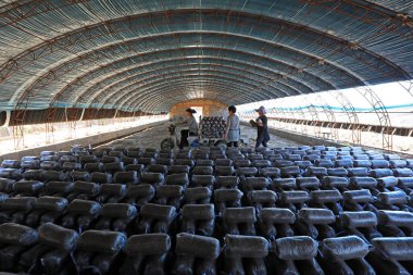 LUANNAN COUNTY, Hebei Eyaleti, Çin - 18 Eylül 2020: Çiftçiler seraya mantar çubukları koyuyorlar