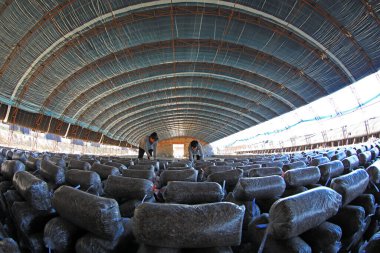 LUANNAN COUNTY, Hebei Eyaleti, Çin - 18 Eylül 2020: Çiftçiler seraya mantar çubukları koyuyorlar