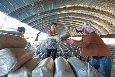 LUANNAN COUNTY, Hebei Eyaleti, Çin - 18 Eylül 2020: Çiftçiler seraya mantar çubukları koyuyorlar