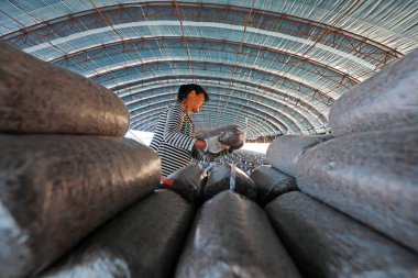 LUANNAN COUNTY, Hebei Eyaleti, Çin - 18 Eylül 2020: Çiftçiler seraya mantar çubukları koyuyorlar