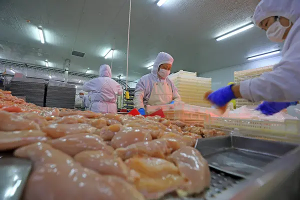 LUANNAN COUNTY, Hebei Eyaleti, Çin - 14 Eylül: İşçiler tavuk segmentasyonunun üretim hattında meşguller