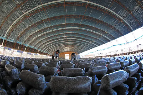 LUANNAN COUNTY, Hebei Eyaleti, Çin - 18 Eylül 2020: Çiftçiler seraya mantar çubukları koyuyorlar