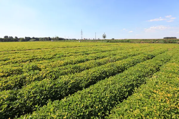 Зеленое Арахисовое Поле Северо Китайская Равнина Лицензионные Стоковые Фото