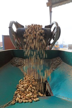 Fıstık işleme makineleri Kuzey Çin 'de çalışıyor.