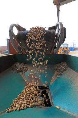 Fıstık işleme makineleri Kuzey Çin 'de çalışıyor.