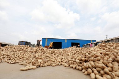 LUANNAN COUNTY, Hebei Eyaleti, Çin - 23 Eylül 2020: çiftçiler bahçede fıstık kurutuyorlardı