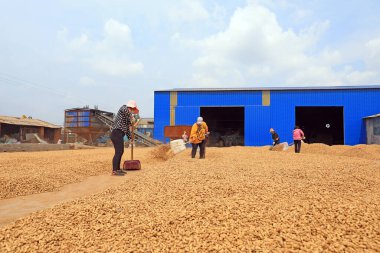 LUANNAN COUNTY, Hebei Eyaleti, Çin - 23 Eylül 2020: çiftçiler bahçede fıstık kurutuyorlardı