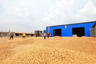 LUANNAN COUNTY, Hebei Eyaleti, Çin - 23 Eylül 2020: çiftçiler bahçede fıstık kurutuyorlardı