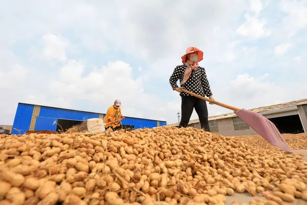 LUANNAN COUNTY, Hebei Eyaleti, Çin - 23 Eylül 2020: çiftçiler bahçede fıstık kurutuyorlardı
