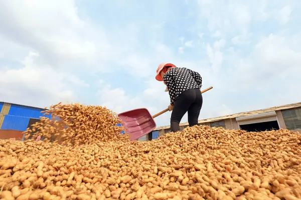 LUANNAN COUNTY, Hebei Eyaleti, Çin - 23 Eylül 2020: çiftçiler bahçede fıstık kurutuyorlardı