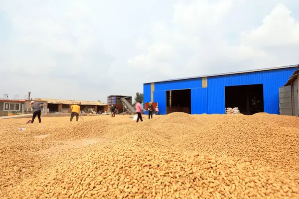 LUANNAN COUNTY, Hebei Eyaleti, Çin - 23 Eylül 2020: çiftçiler bahçede fıstık kurutuyorlardı