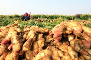 LUANNAN COUNTY, Çin - 10 Ekim 2020: çiftçiler tarlalarında zencefil hasat ediyorlar, LUANNAN COUNTY, Hebei Eyaleti, Çin