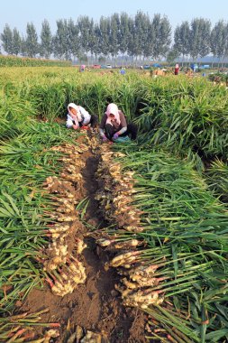 LUANNAN COUNTY, Çin - 10 Ekim 2020: çiftçiler tarlalarında zencefil hasat ediyorlar, LUANNAN COUNTY, Hebei Eyaleti, Çin