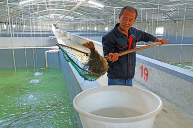 LUANNAN COUNTY, Hebei Eyaleti, Çin - 15 Ekim 2020: İşçiler fabrika çiftliğinde çalışıyor