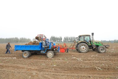 LUANNAN COUNTY, Çin - 20 Ekim 2020: Çiftçiler taro hasat etmek için traktör kullanır, LUANNAN COUNTY, Hebei Eyaleti, Çin