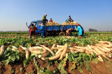 LUANNAN COUNTY, Çin - 30 Ekim 2020: çiftçiler çiftliklerinde beyaz turp hasat ediyorlar, LUANNAN COUNTY, Hebei Eyaleti, Çin