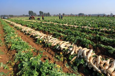 LUANNAN COUNTY, Çin - 30 Ekim 2020: çiftçiler çiftliklerinde beyaz turp hasat ediyorlar, LUANNAN COUNTY, Hebei Eyaleti, Çin