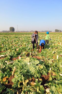 LUANNAN COUNTY, Çin - 30 Ekim 2020: çiftçiler çiftliklerinde beyaz turp hasat ediyorlar, LUANNAN COUNTY, Hebei Eyaleti, Çin