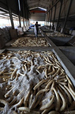 LUANNAN COUNTY, Çin - 30 Ekim 2020: Çiftçi LUANNAN COUNTY, Hebei Eyaleti, Çin 'deki bir atölyede beyaz turp turşusu turşusu kuruyor