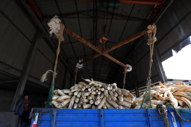 LUANNAN COUNTY, Çin - 30 Ekim 2020: Çiftçi LUANNAN COUNTY, Hebei Eyaleti, Çin 'deki bir atölyede beyaz turp turşusu turşusu kuruyor