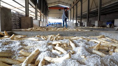 LUANNAN COUNTY, Çin - 30 Ekim 2020: Çiftçi LUANNAN COUNTY, Hebei Eyaleti, Çin 'deki bir atölyede beyaz turp turşusu turşusu kuruyor