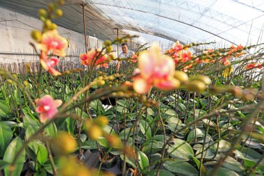 LUANNAN COUNTY, Çin - 3 Aralık 2020: bahçıvanlar Phalaenopsis 'i bir kreşte yönetiyorlar, LUANNAN, Hebei Eyaleti, Çin