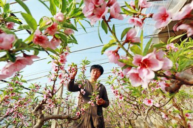 LUANNAN COUNTY, Çin, 20 Aralık 2020: Çiftçi şeftali bahçesi LUANNAN COUNTY, Hebei Eyaleti, Çin