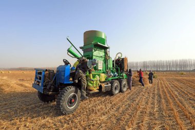 LUANNAN COUNTY, Çin - 12 Ocak 2021: çiftçiler LUANNAN COUNTY, Hebei Eyaleti, Çin 'deki bir çiftlikte pirinç kamışı paketlemek için tarım makineleri kullanıyorlar