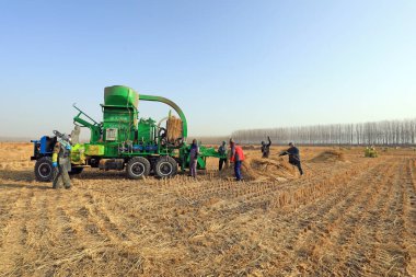 LUANNAN COUNTY, Çin - 12 Ocak 2021: çiftçiler LUANNAN COUNTY, Hebei Eyaleti, Çin 'deki bir çiftlikte pirinç kamışı paketlemek için tarım makineleri kullanıyorlar