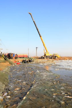 LUANNAN COUNTY, Hebei Eyaleti, Çin - 29 Ocak 2021: İşçiler Bahar Festivali 'nin pazar talebini karşılamak için balık havuzundaki her türlü kültürlü balığı hasat ettiler.