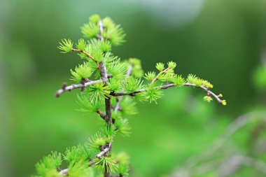 Botanik bahçesinde karaçam, Kuzey Çin