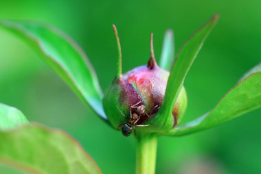 Kahverengi bir karınca şakayık tomurcuğunun üzerinde sürünüyor, Kuzey Çin