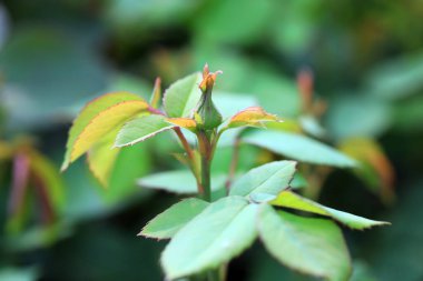 Şatafatlı gül bitkileri Kuzey Çin 'de, bahçede.