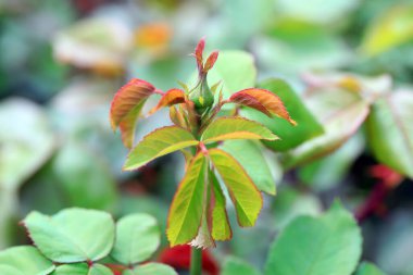 Şatafatlı gül bitkileri Kuzey Çin 'de, bahçede.